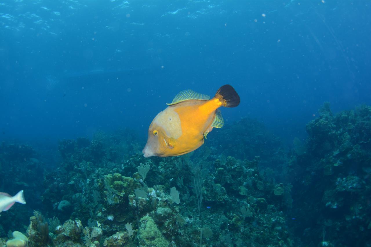 Seagrape Plantation Resort & Dive Center West End Εξωτερικό φωτογραφία